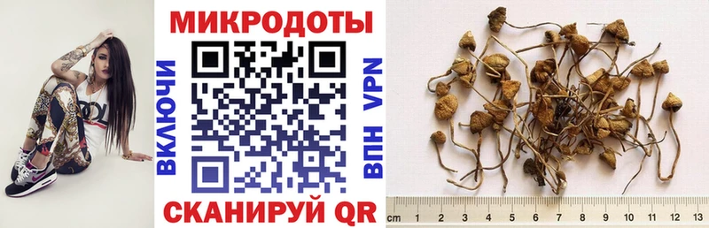 где купить наркоту Тверь Псилоцибиновые грибы Magic Shrooms